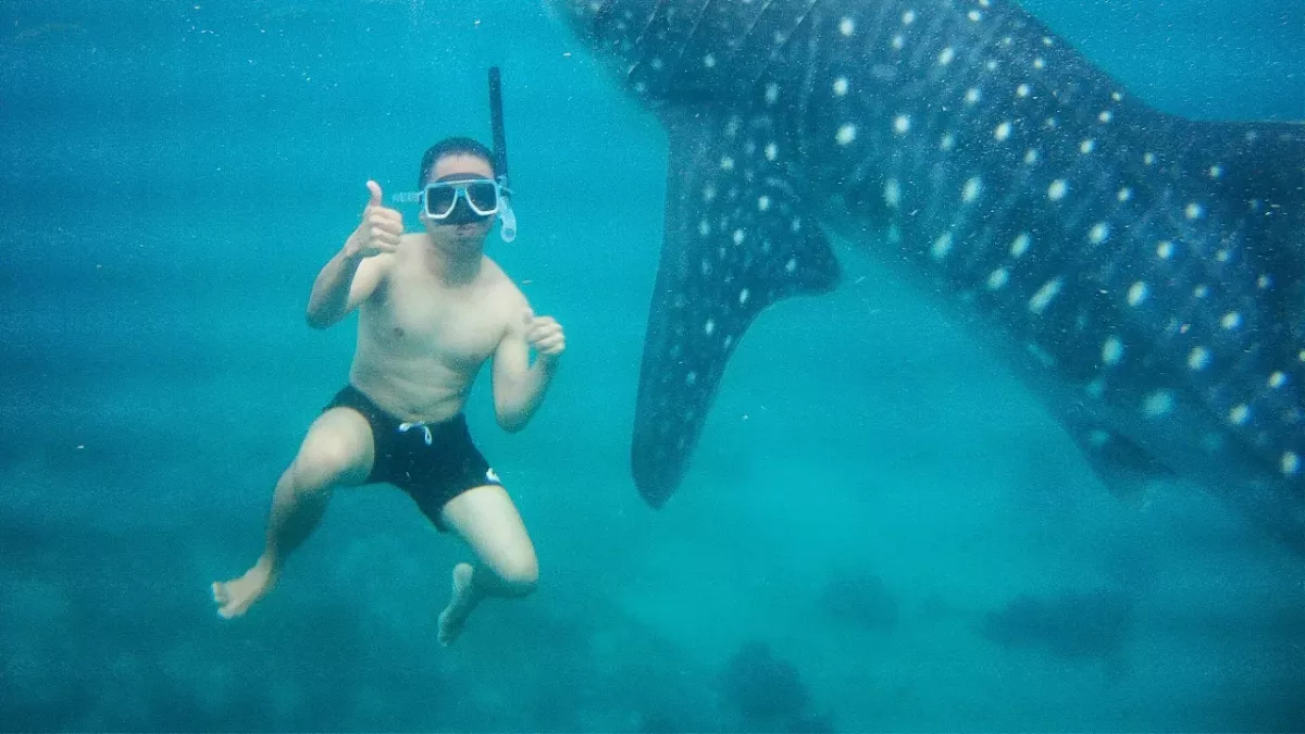 Mann schwimmt auf TikTok mit Haien