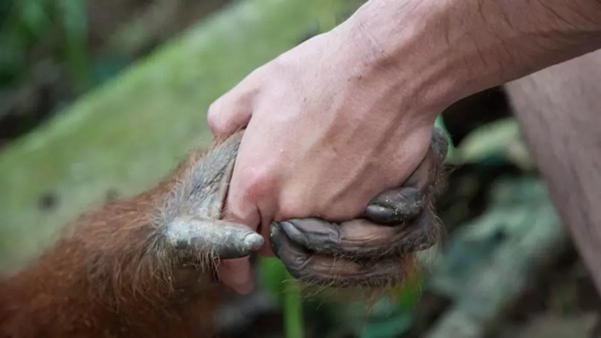 Orang-Utan