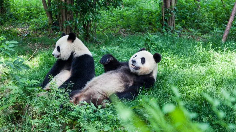 Pandas 
