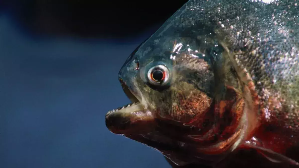 Piranha