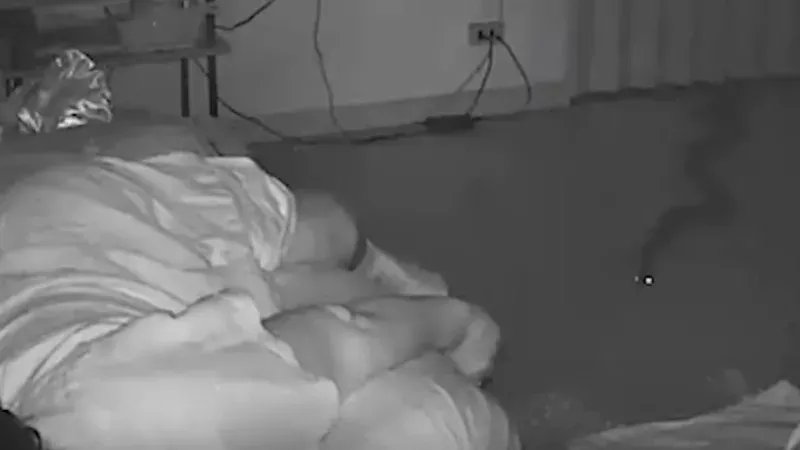 Schlange am Bett