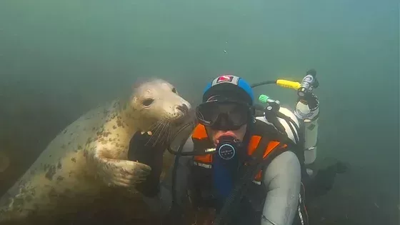 Seelöwe mit Taucher Ben Burville