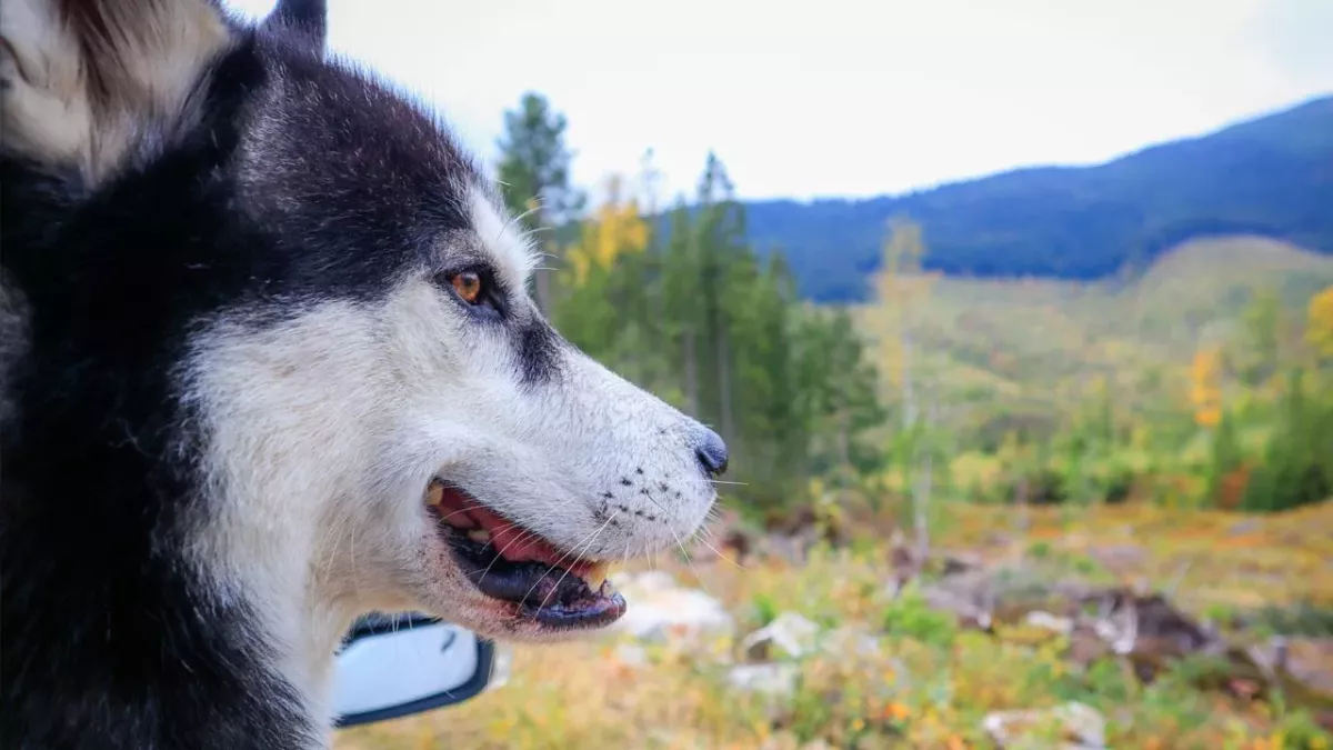Sibirischer Husky bereist die USA (Symbolbild).