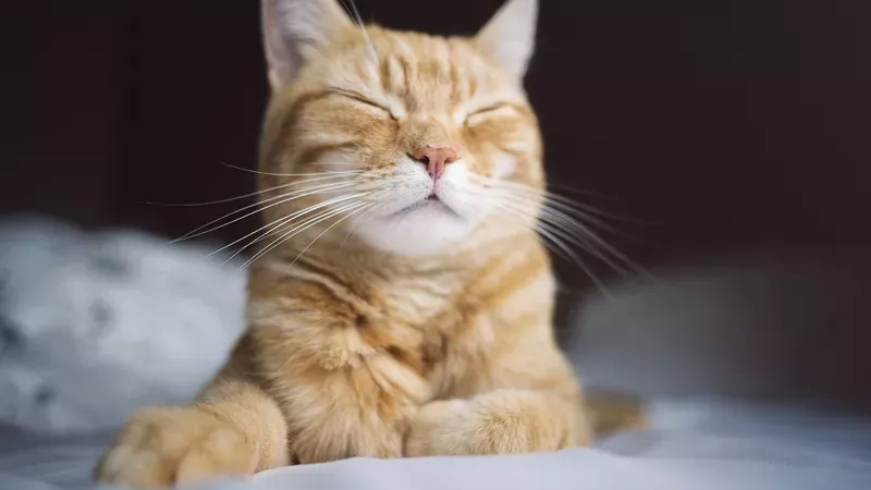 Symbolbild: Kater Django lebt den Männertraum 