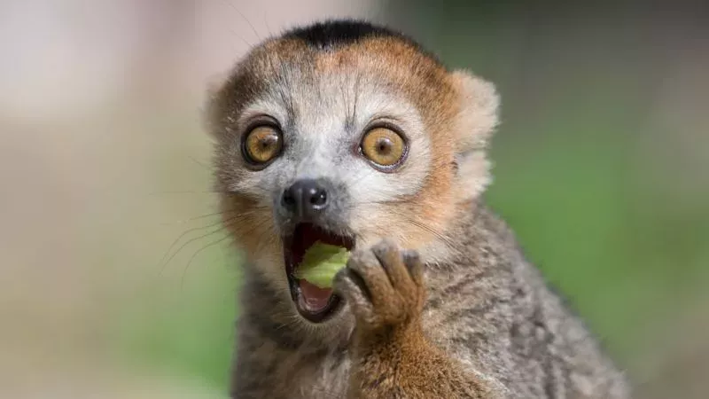 Tiere im Zoo