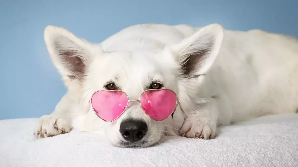 Wegen McDonald's-Sauce: Hund landet beim Tierarzt