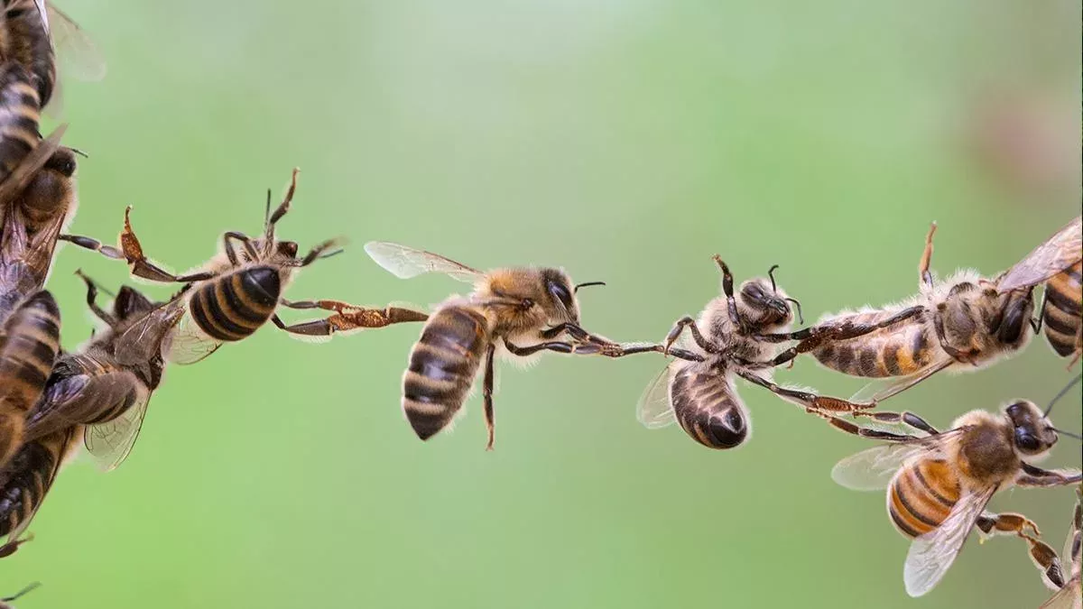 Symbolbild: Bienen bei der Arbeit