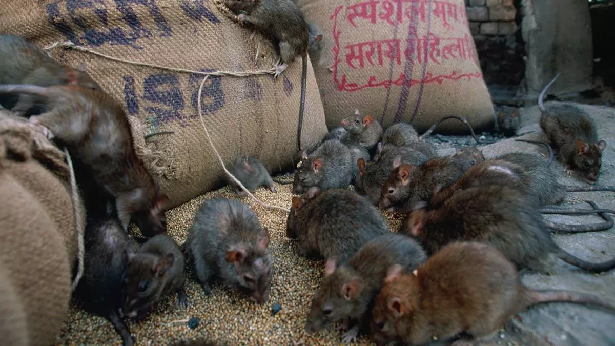 Symbolbild: Ratten im Lagerhaus