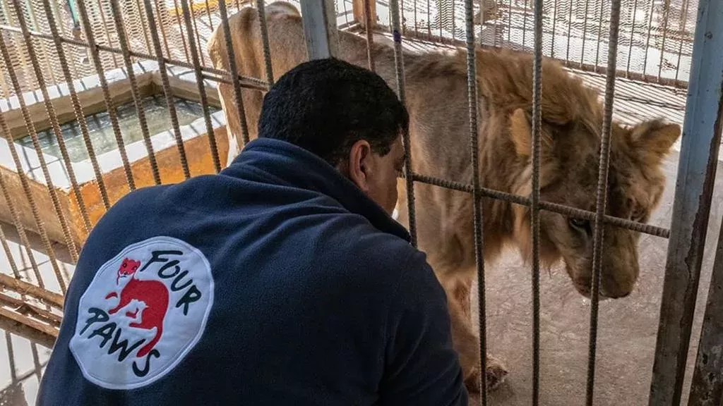 Tierarzt und Leiter der Notfallmission, Amir Khalil, mit einem der ausgehungerten Löwen