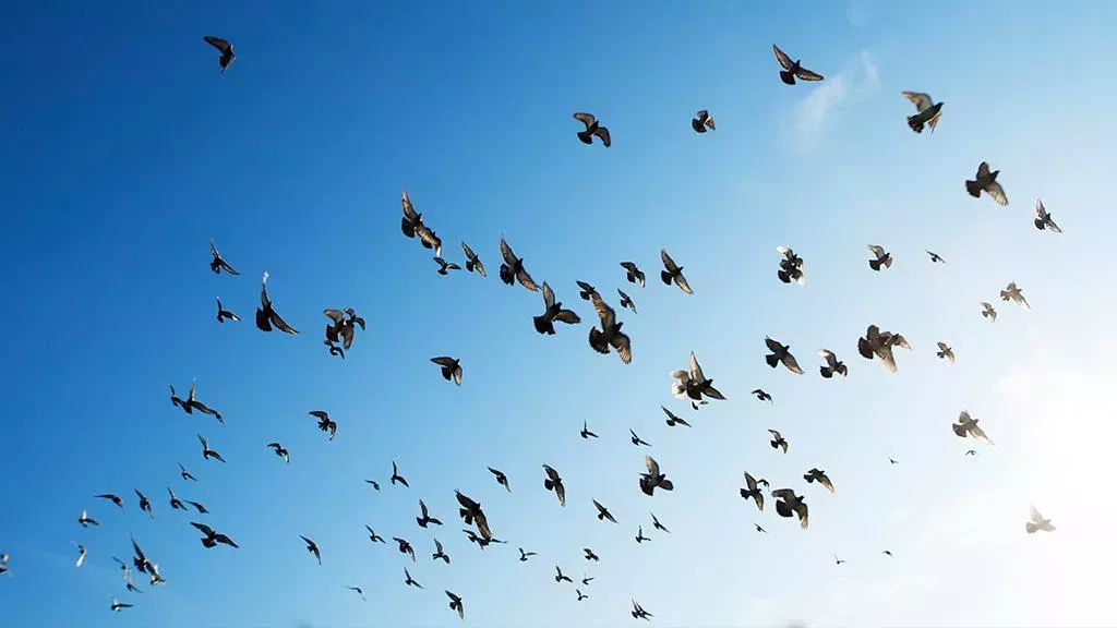 Tiere passen sich an den Klimawandel an
