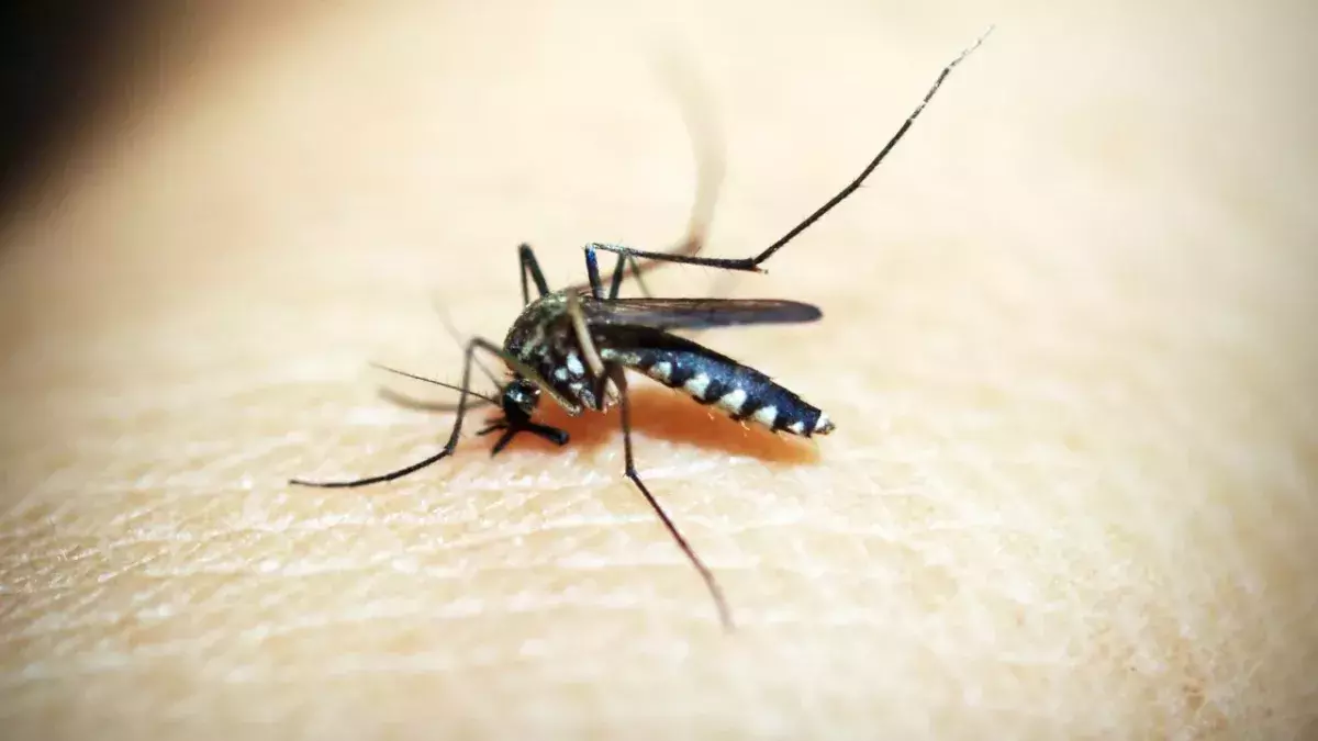 Beim Skeeter-Syndrom handelt es sich um eine Allergie auf Mückenstiche