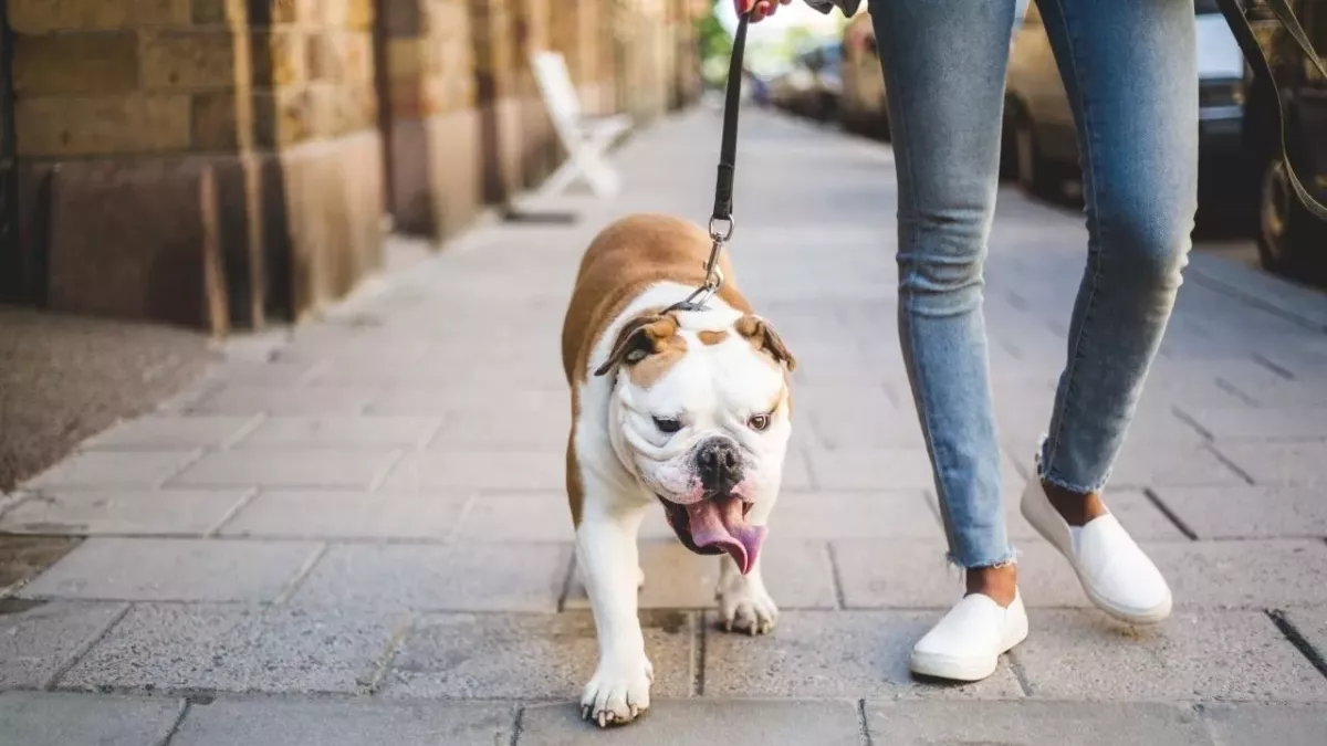 Darum solltest du nicht jeden Tag mit deinem Hund Gassi gehen