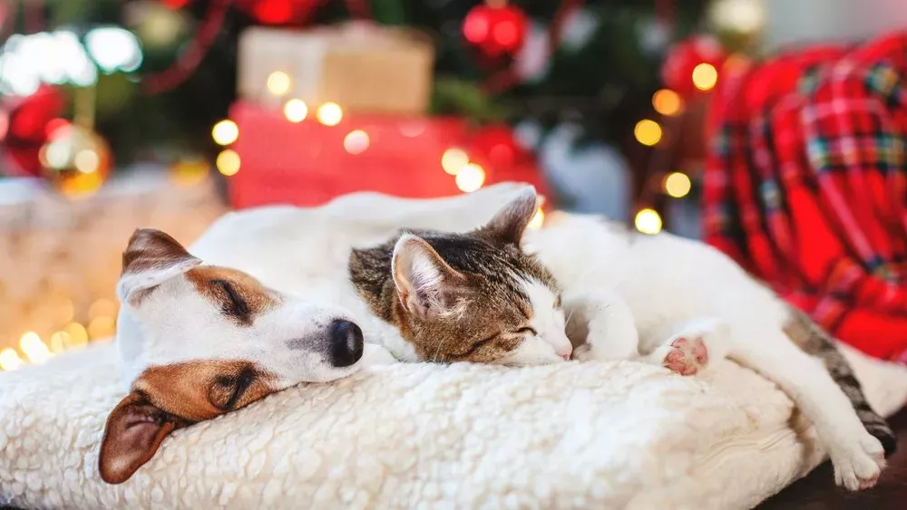 Gefahren zu Weihnachten: So bleiben Hund, Katze und Co. in Sicherheit