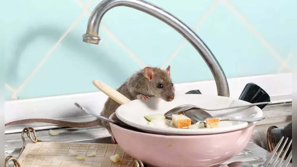 Ratten und Mäuse in der Wohnung: So bekämpft man die Schädlinge