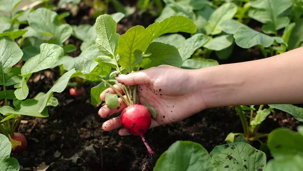 Gemüseanbau im September: Diese Pflanzen gedeihen auch im Herbst