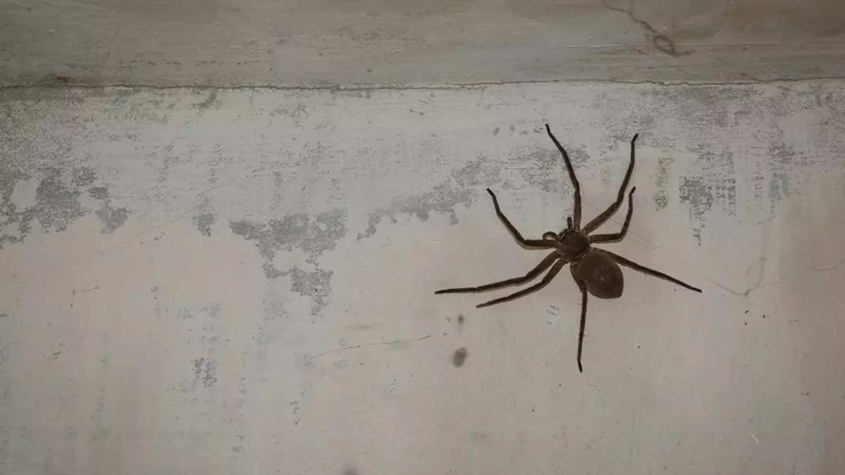 Die Hauswinkelspinne ist wieder auf dem Vormarsch