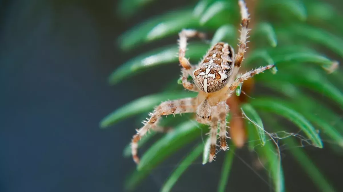 Eine Spinne sitzt auf einer Kiefernnadel