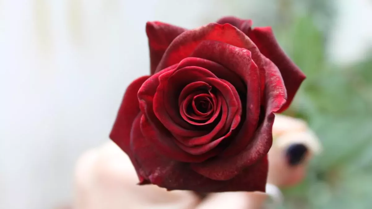 Hand mit roter Rose