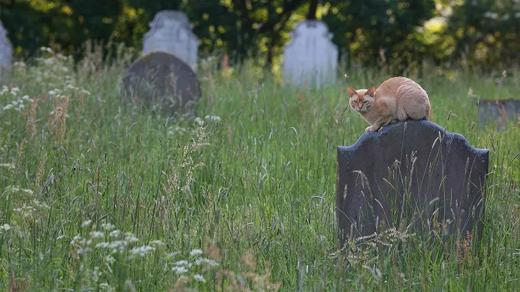 Katze auf Friedhof