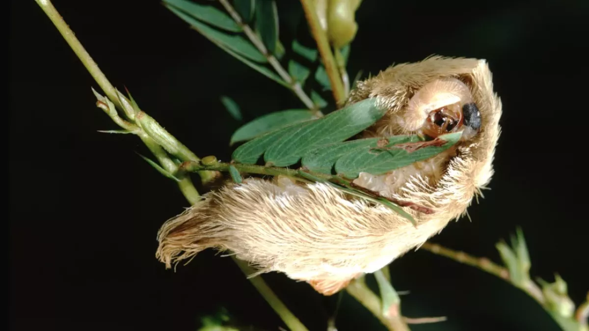Katzenraupe