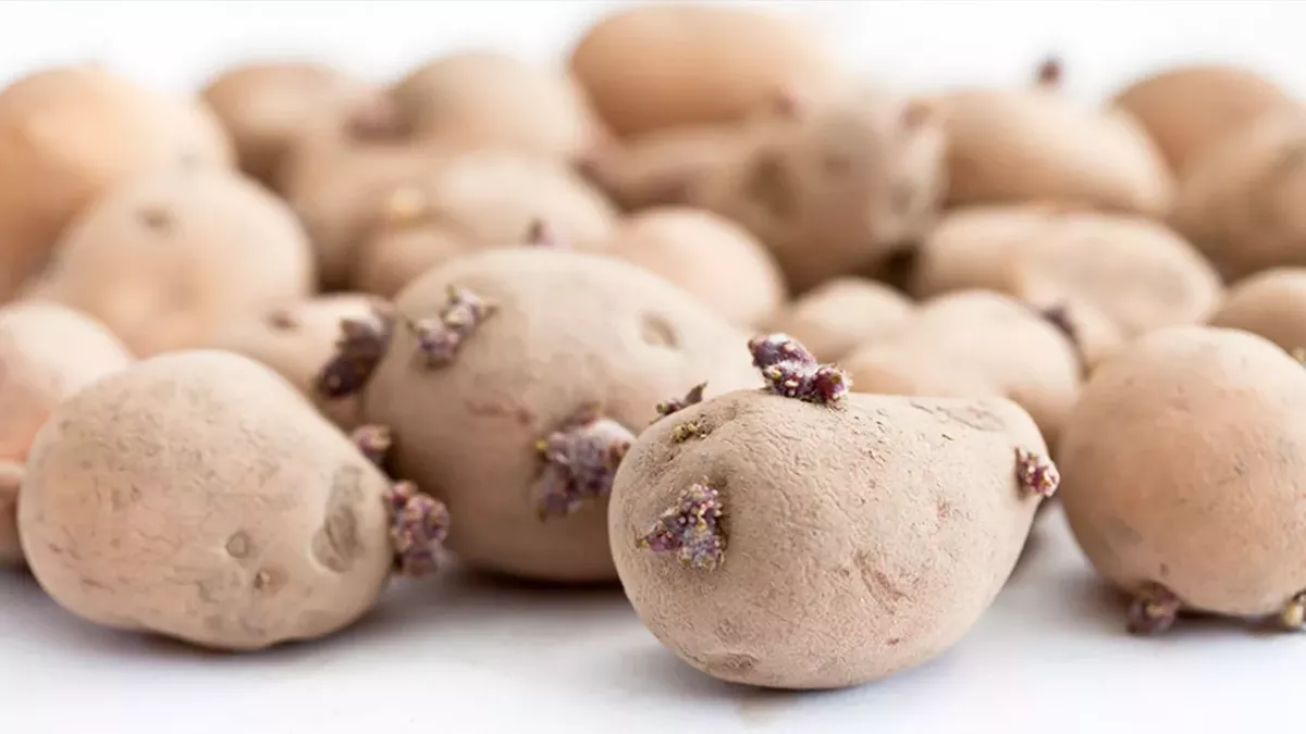 Keimende Kartoffeln: Kann ich sie noch essen oder nicht?