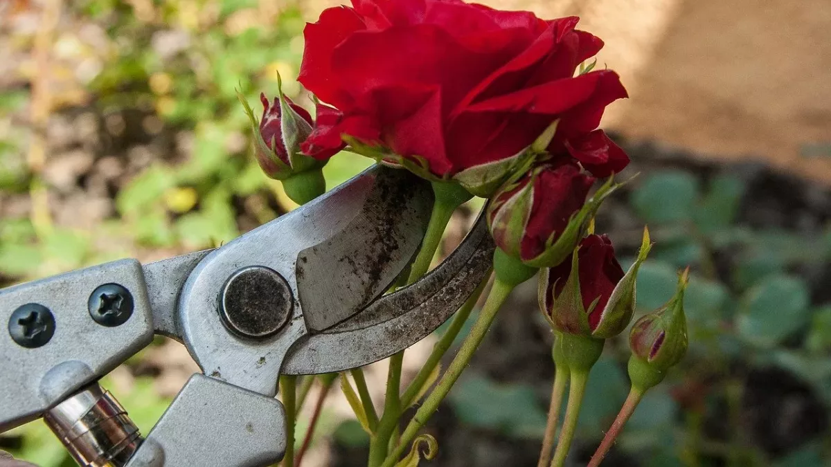 Rosen: Im Frühjahr den Grundstein legen