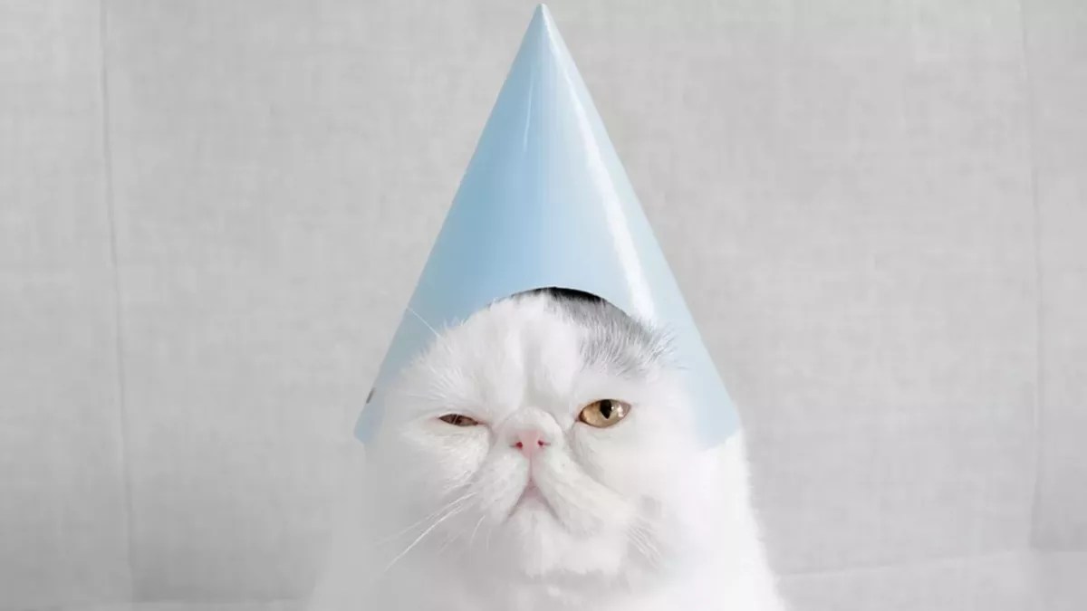 Unbedingt vermeiden: Wenn du das tust, schadest du deiner Katze