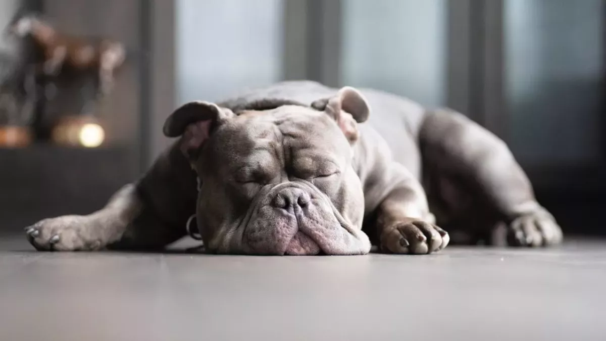 Was die Schlafposition deines Hundes über seine Stimmung aussagt