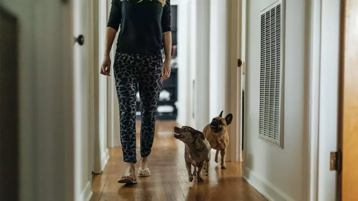 Was tun, wenn dir dein Hund in der Wohnung überallhin folgt