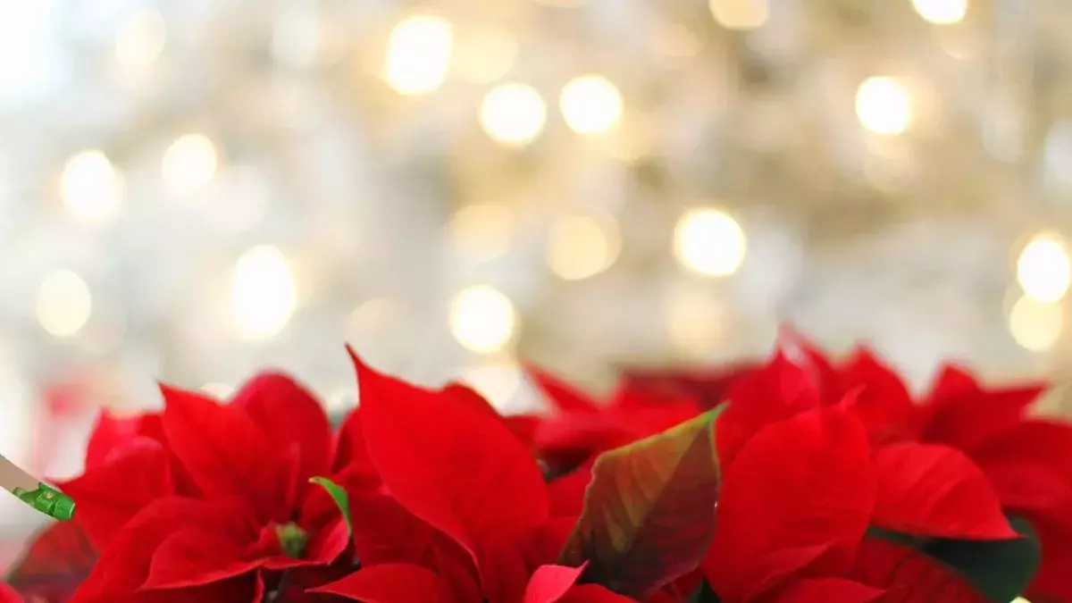 Weihnachtsstern: Mit dieser Pflege bleibt er schön - nicht nur an Weihnachten