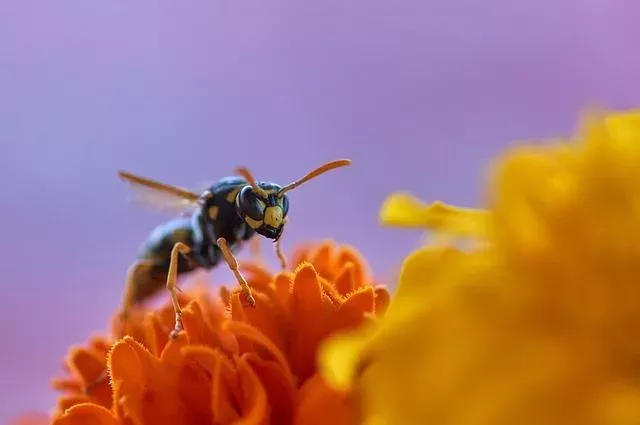 Wer keine Wespen in seiner Nähe haben will, sollte auf diese Pflanzen setzen