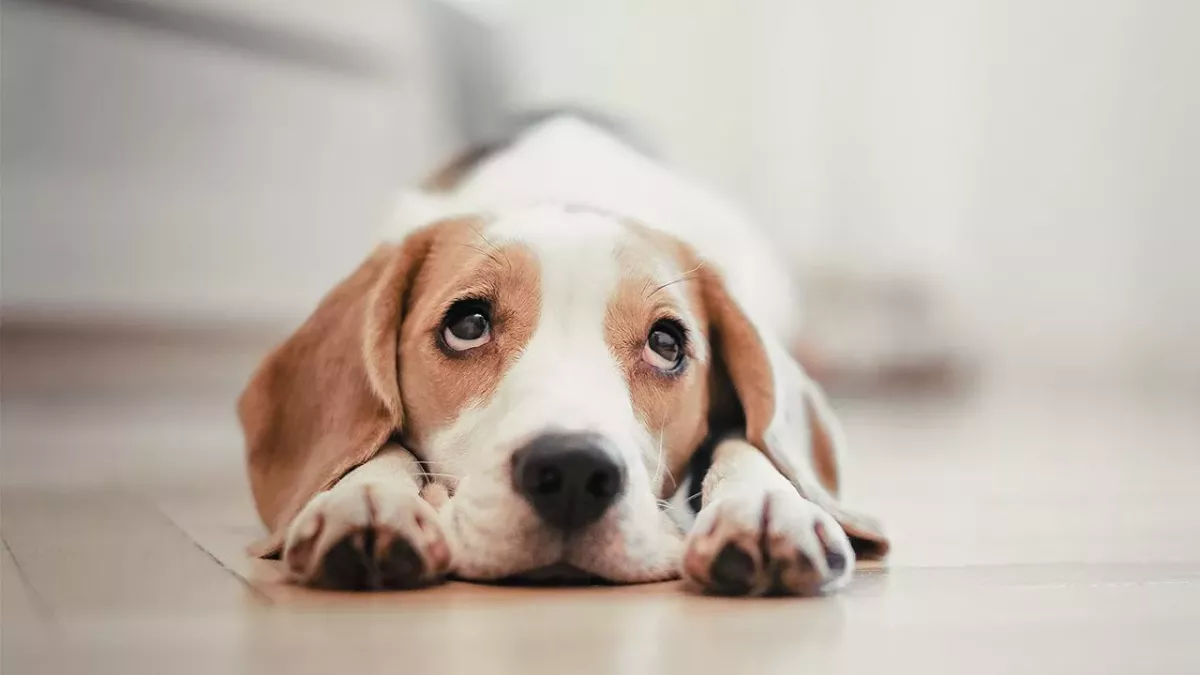 Wie kommt es, dass uns der Hundeblick weich macht?