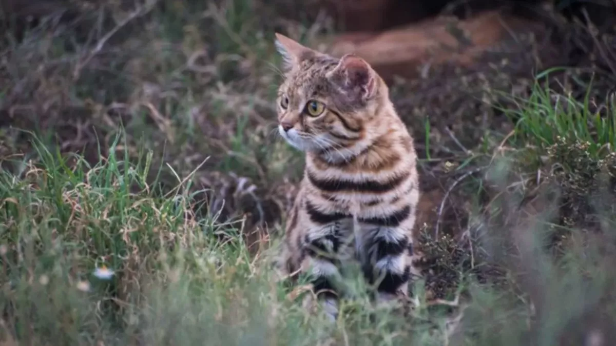 Tödlichste Katze der Welt: "Sie frisst ein Fünftel ihres Körpergewichts jeden Tag"
