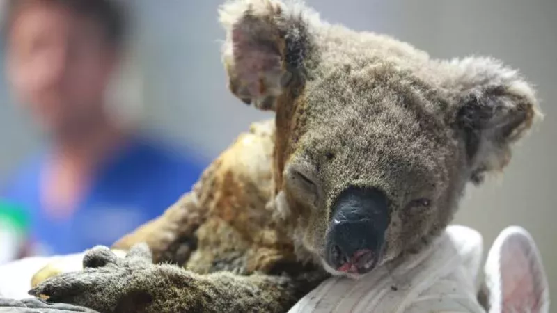 Verletzter Koala
