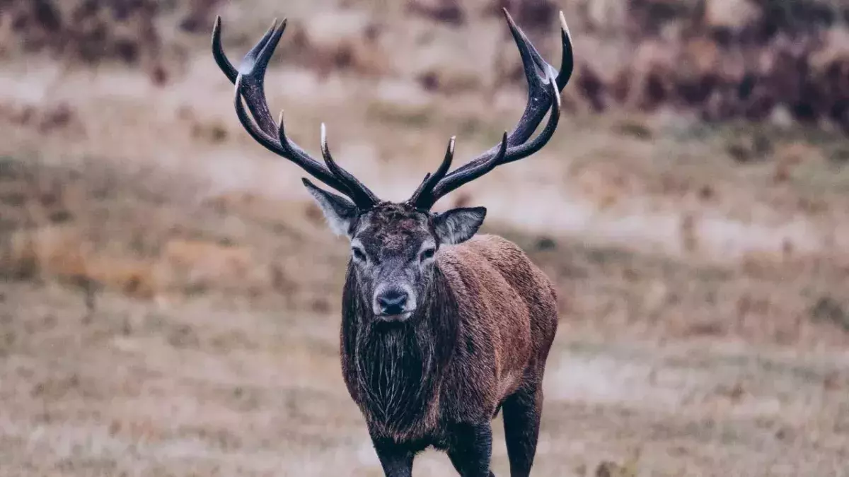 Zwei Jahre lang musste ein Hirsch in den USA mit einem Autoreifen um den Hals leben
