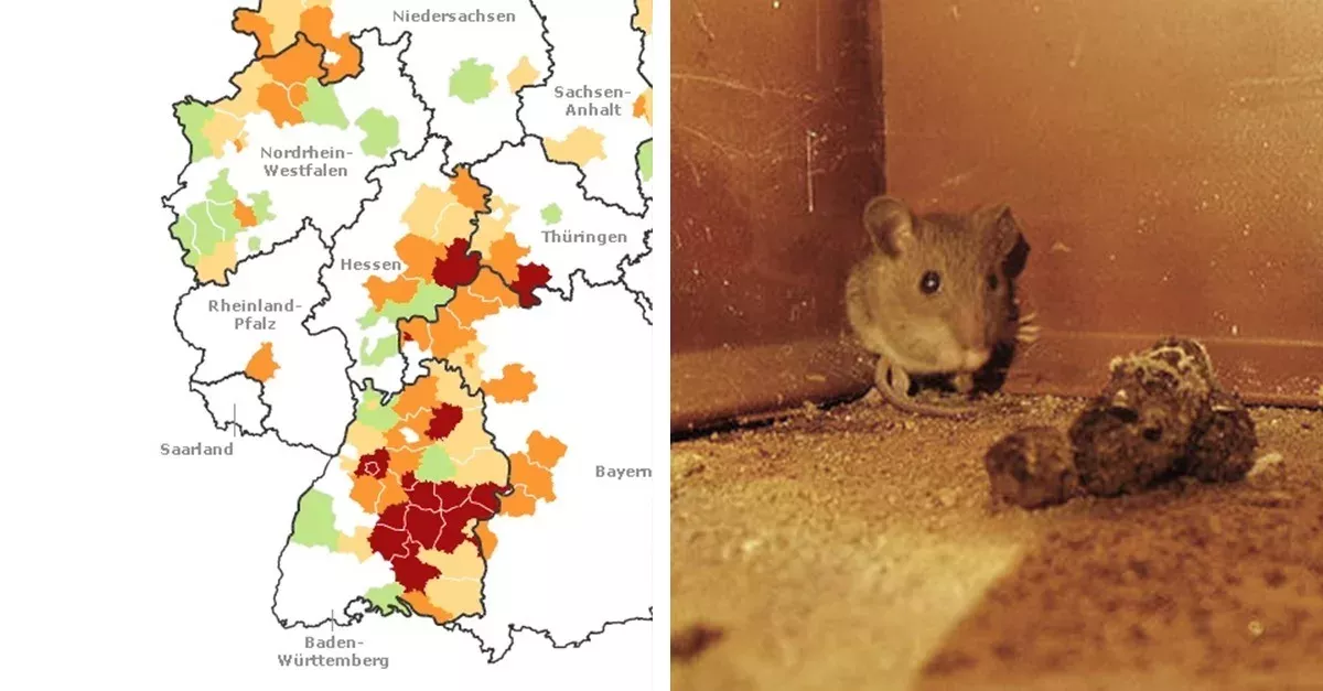Hantavirus in Deutschland auf dem Vormarsch