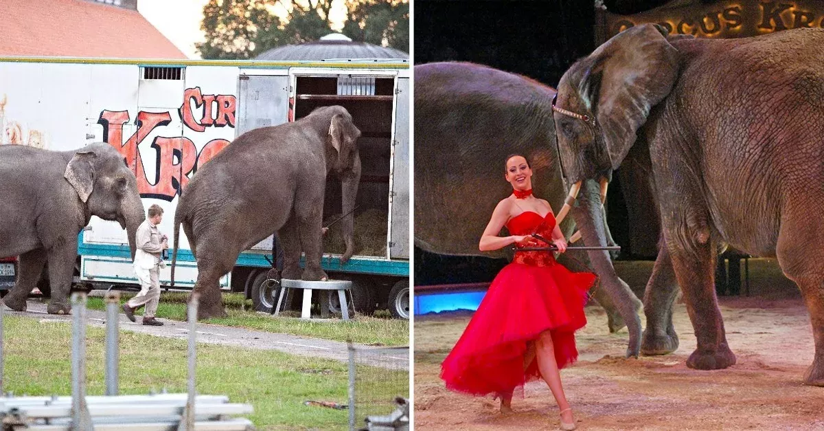 Große Aufregung um Circus Krone