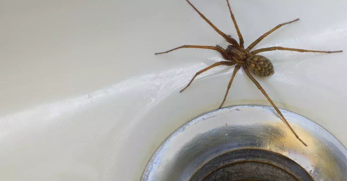 Im Herbst droht Europa eine Spinneninvasion