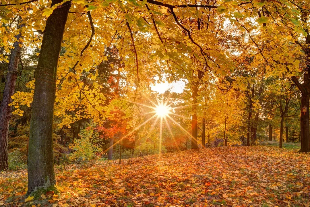 Der diesjährige November könnte der "wärmste seit Beginn der Aufzeichnungen" werden