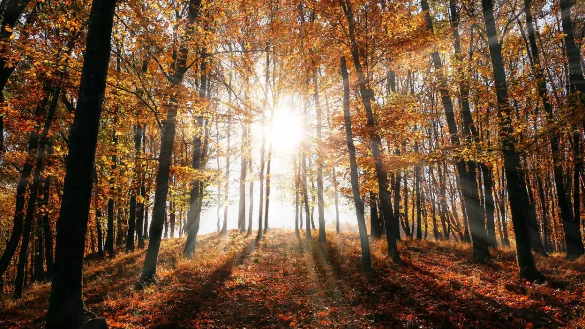 Sinkende Temperaturen: Ist es mit dem schönen Herbstwetter bald vorbei?