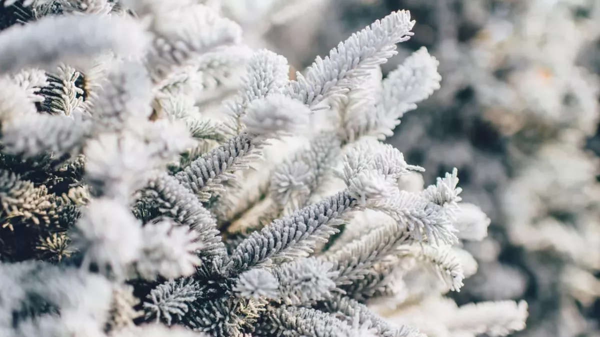 Weihnachten, Schnee, Heiligabend, Winter