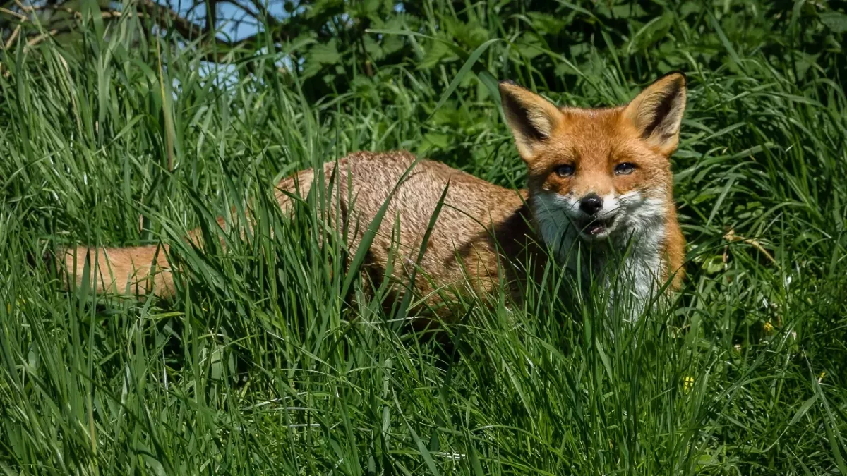 Fuchs mit Tollwut greift in einer Nacht zahlreiche Menschen an