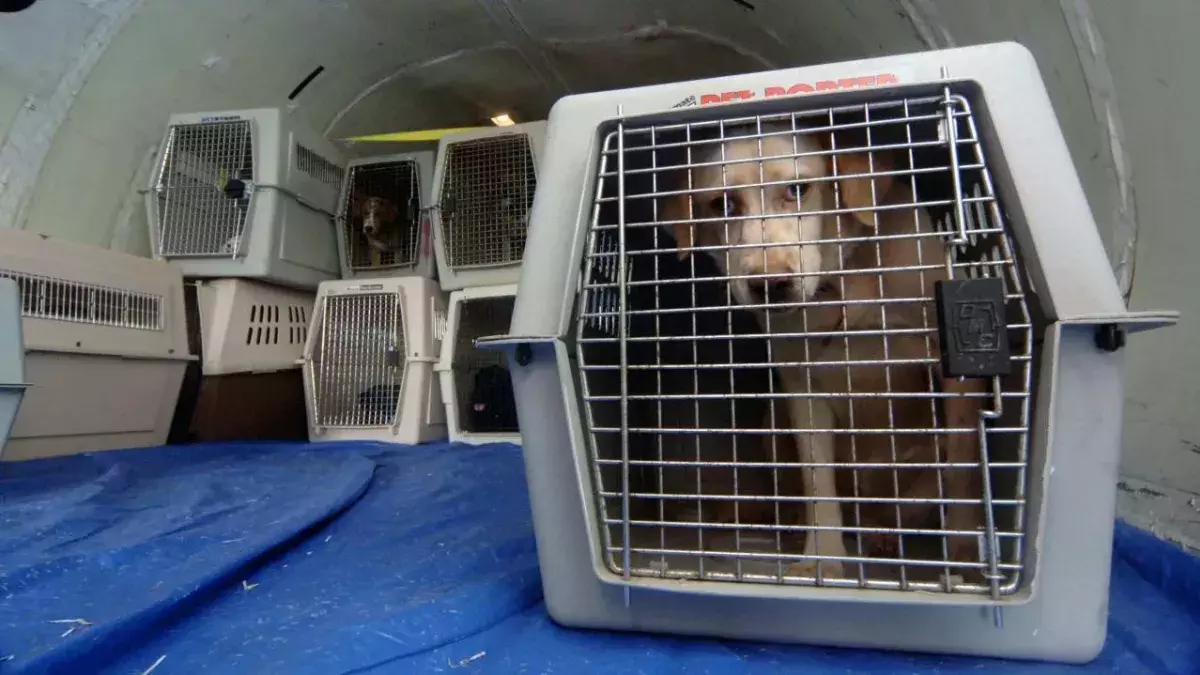 Hunde in Käfigen