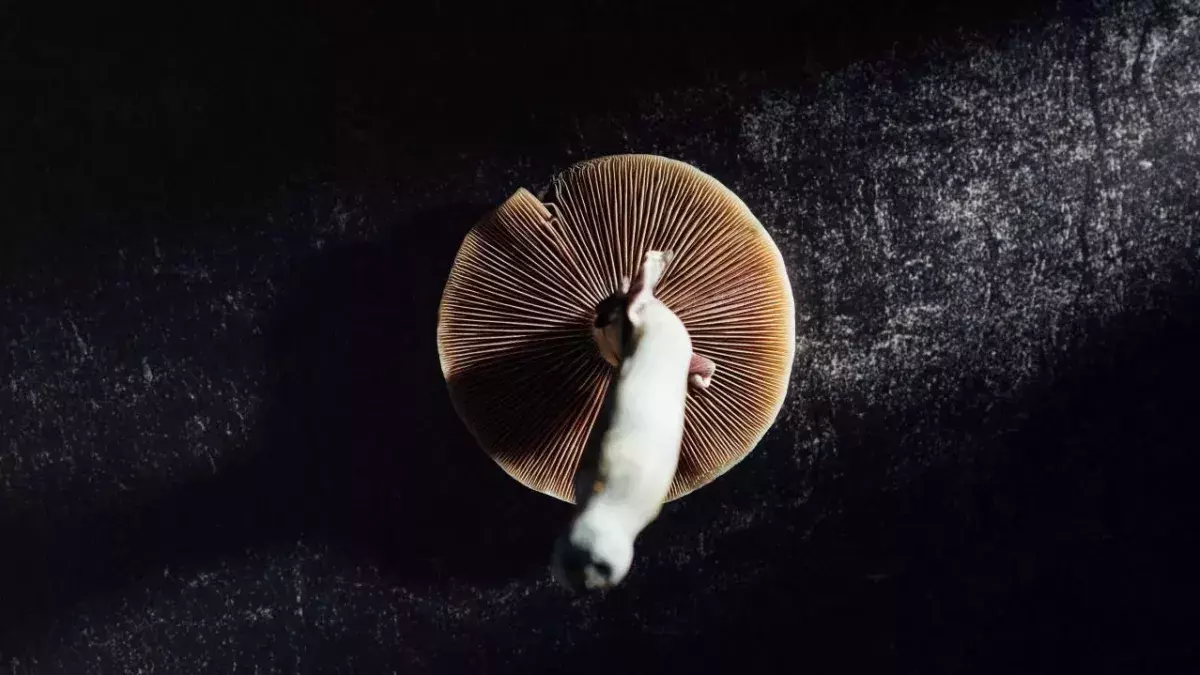 Pilze sind verboten, könnten aber bei Depressionen helfen