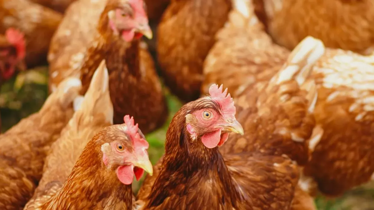 Rekordverdächtige "Peanut": Ältestes Huhn der Welt auf dem Weg ins Guinness-Buch der Rekorde?