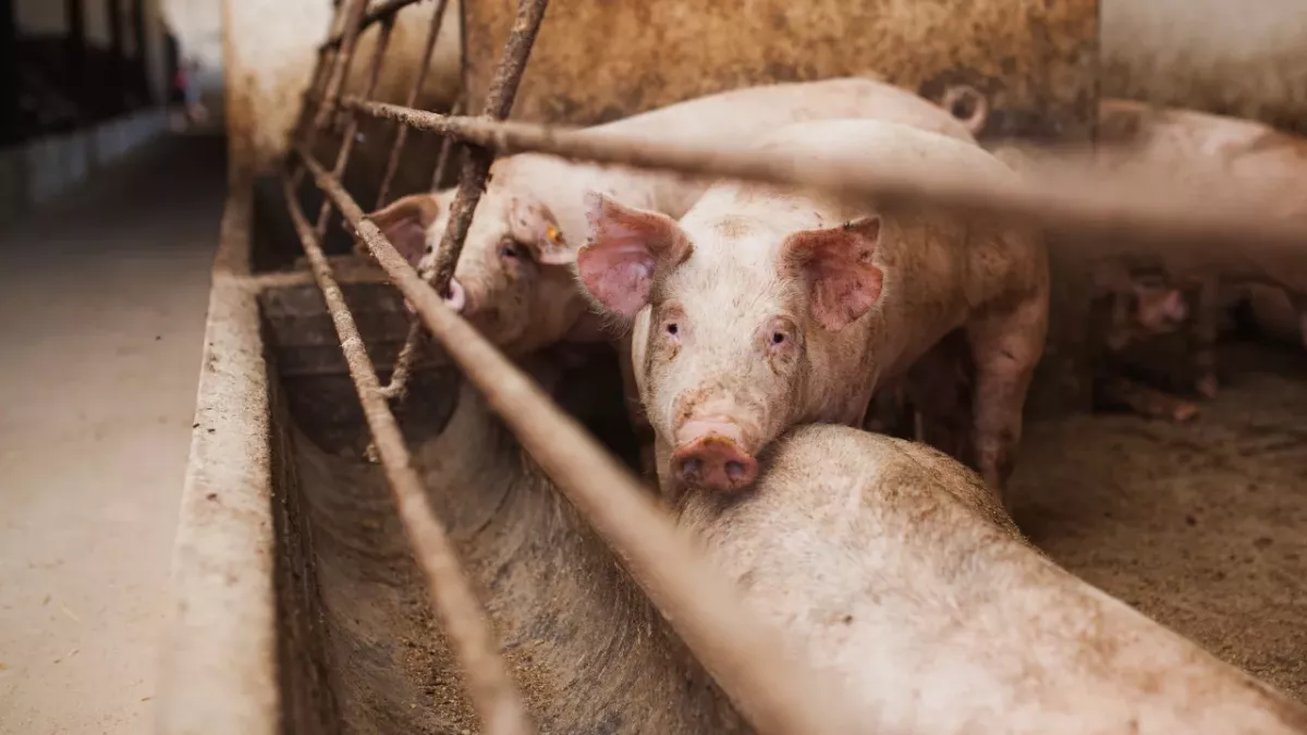 Schweine als Virenüberträger