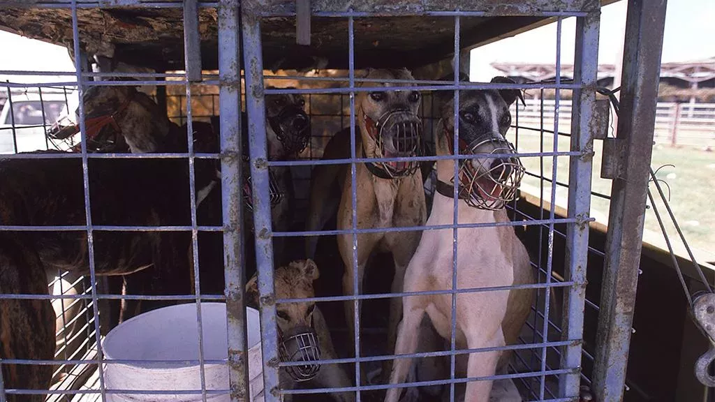 Animal Hoarding