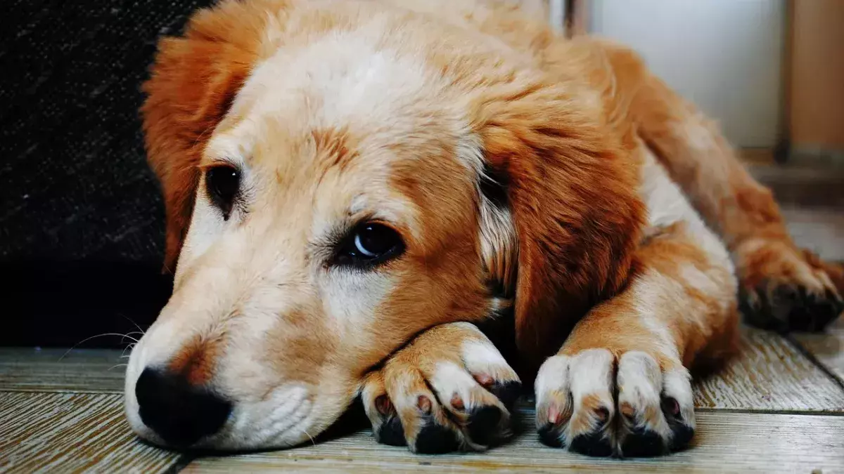 chien, animal de compagnie, chiot, couché, triste, tristesse, adorable, animal, canin, mignonne, velu, nature, chien marron, mammifère, national, chien domestique, portrait, portrait de chien