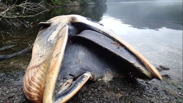 Über 300 tote Wale in einem Fjord in Patagonien gefunden