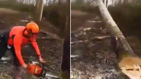 Geniale Holzfäller-Technik: Sieben Bäume auf einen Streich
